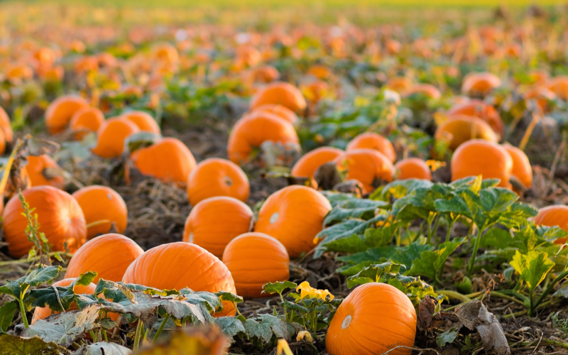 Field of pumpkins