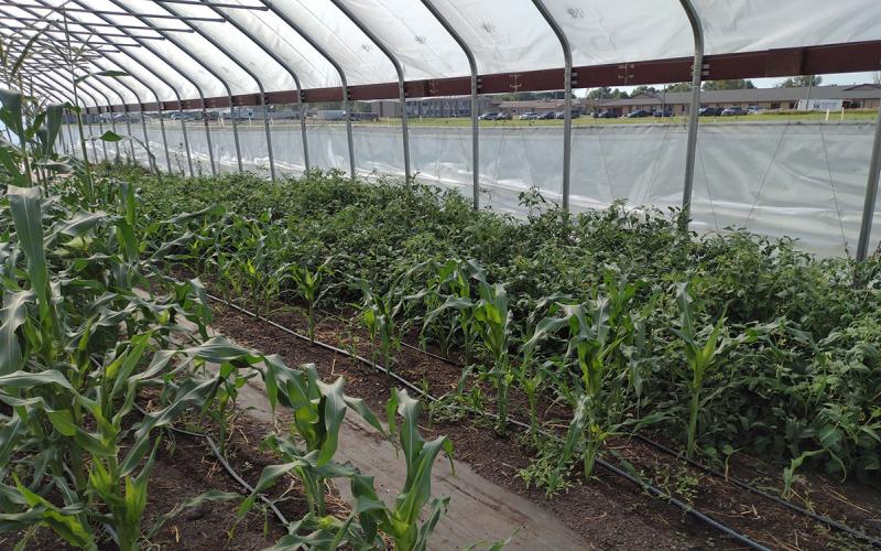 Variety of vegetables growing inside a high tunnel.