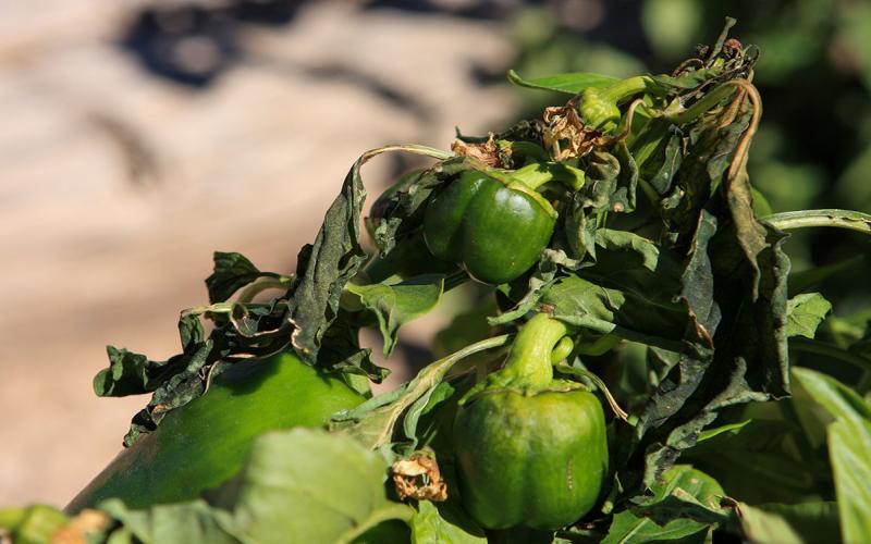 Pepper plant with frost injury.