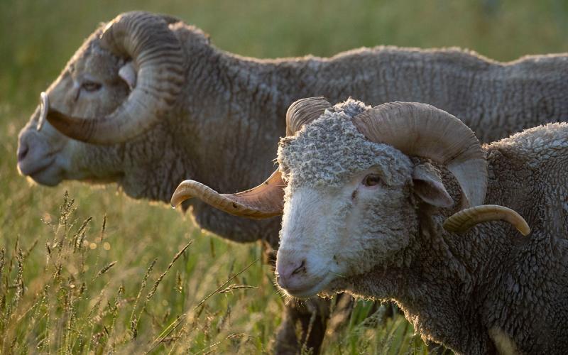 Two Saxon Merino rams grazing pasture.