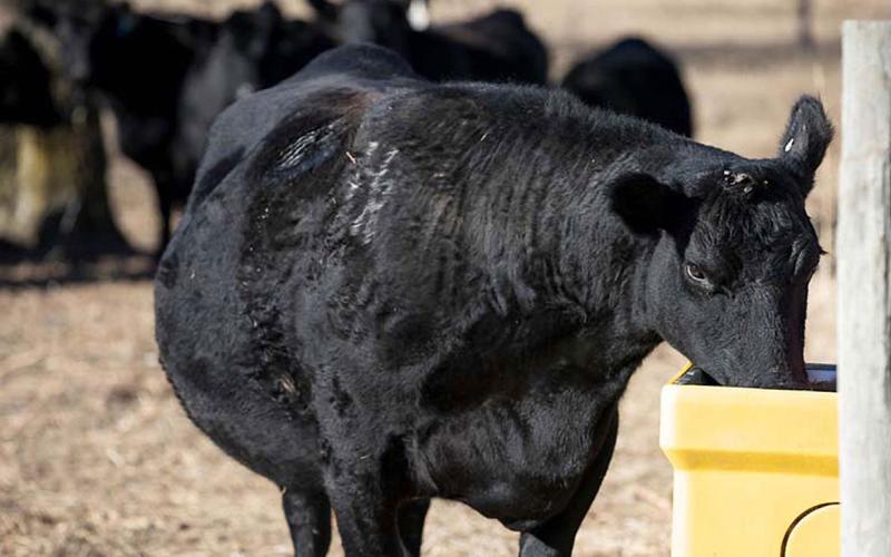 Black angus cow drinking from a waterer.