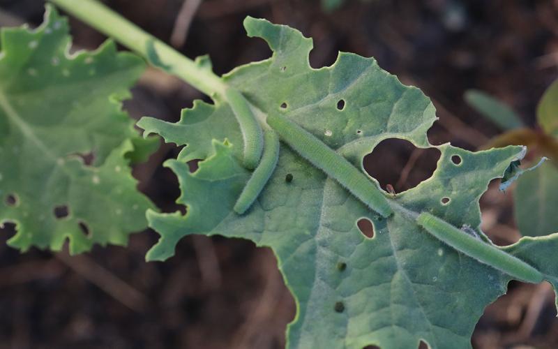 Four green caterpillars feeding on a leaf of green kale.
