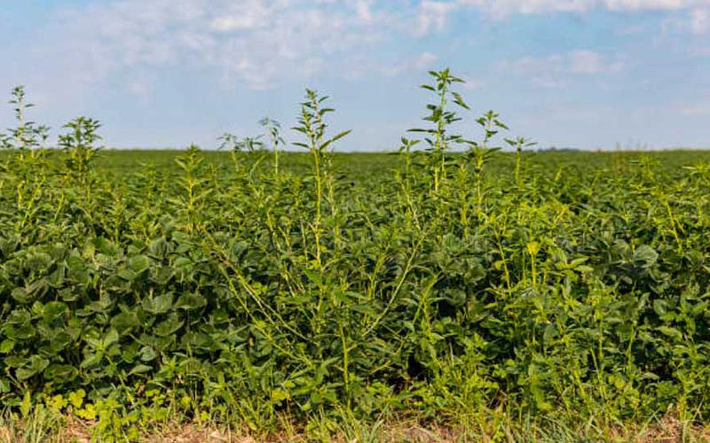Waterhemp growing at the edge of a soybean field nearing harvest.