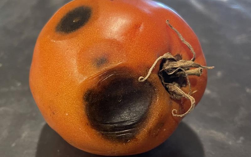 Bacterial soft rot on tomato fruit.