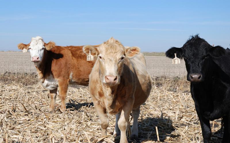 Mixed cattle grazing corn stalks.