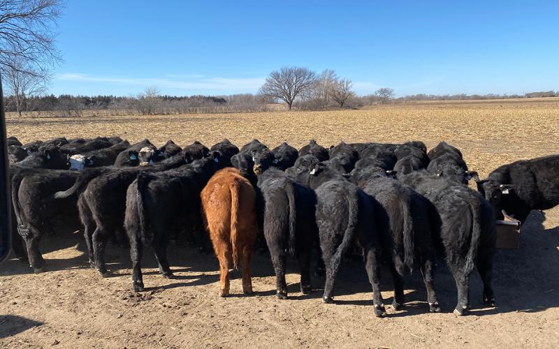 Mixed calves at an in-field bunk feeder.