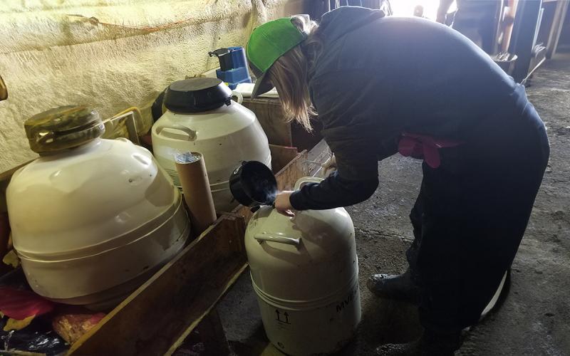 Artificial Insemination school attendee working with a liquid nitrogen filled semen tank.