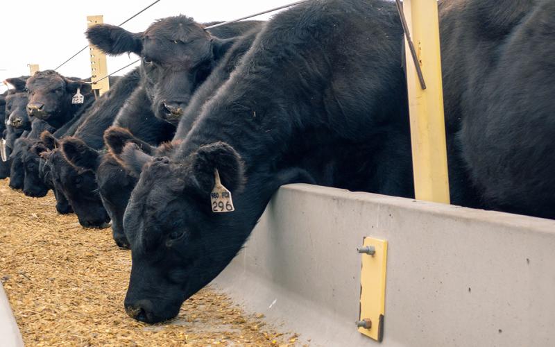 Blank angus cattle at a concrete feed bunk.