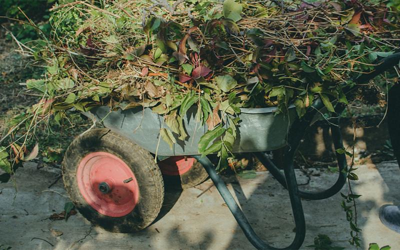 Wheel burrow full of fall yard and garden waste.