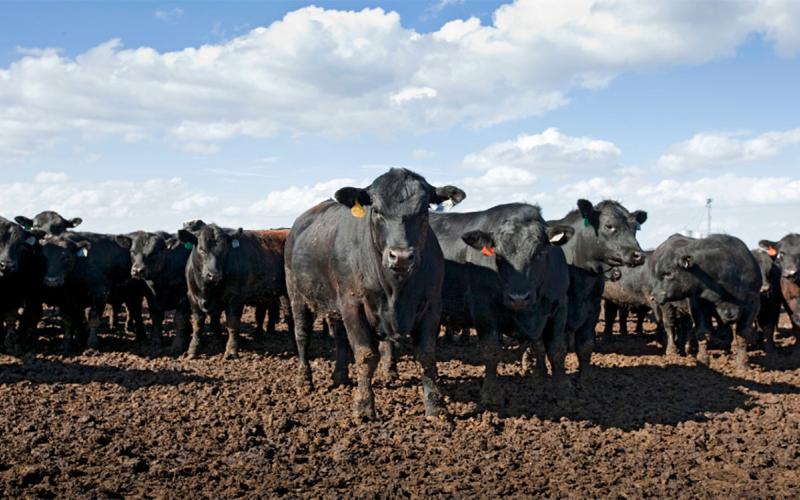 Black angus cattle in a feedlot.