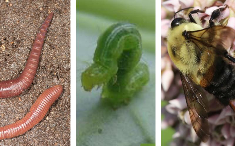 Adult red earthworm, cabbage looper, and brown-belted bumble bee.