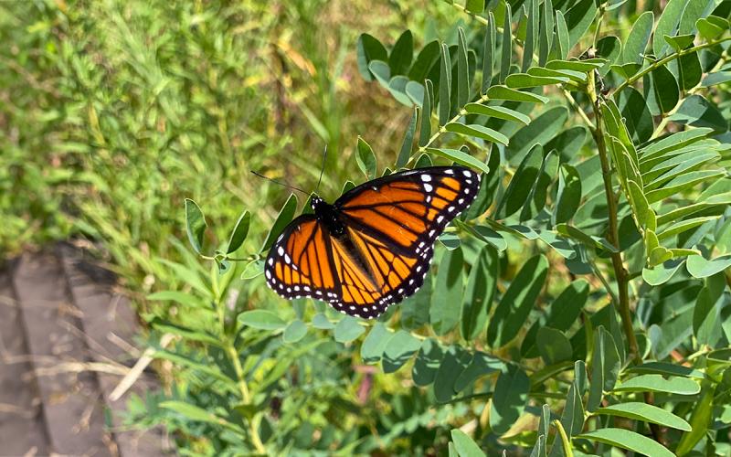 A medium orange and black butterfly resting with its wings open on small green leaves in a grassy area.