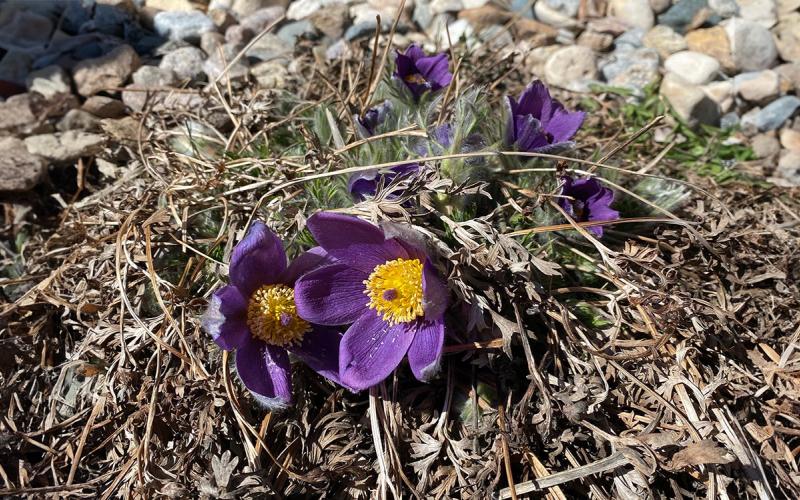 a picture large purple flowers with yellow centers surrounded by dead leaves and grey landscaping rocks.