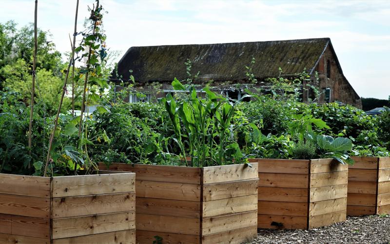 A country garden with four raised garden beds.