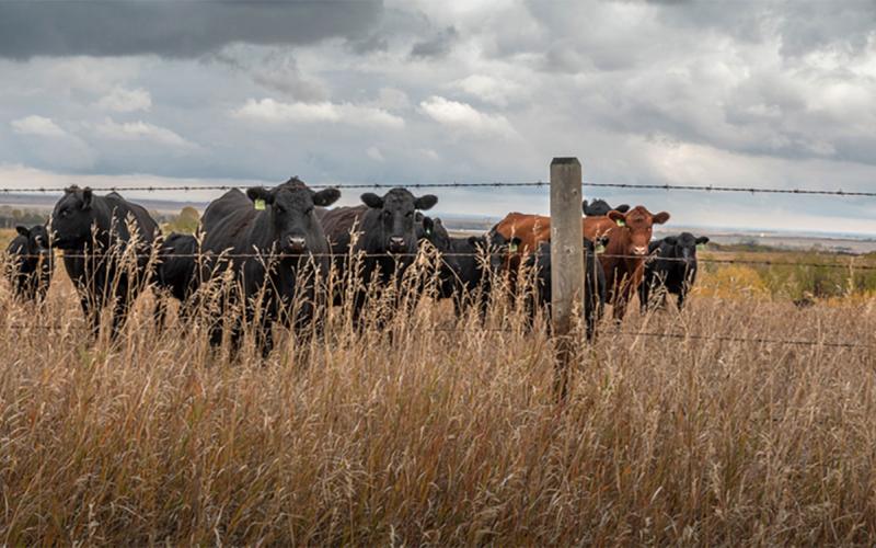Cattle grazing late-fall pasture.