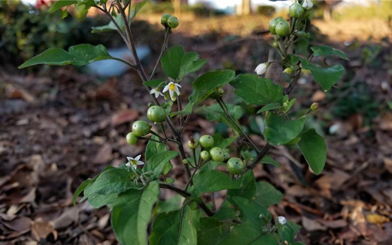 Weeds & Invasive Plants | SDSU Extension
