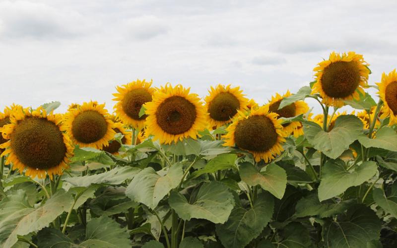 Bright-yellow sunflowers growing in a field.
