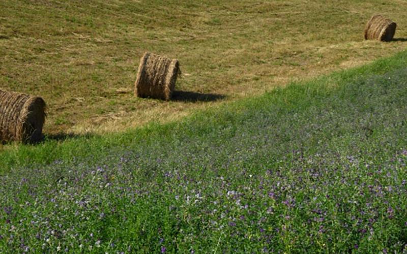 Round bales of forage alongside an alfalfa field.