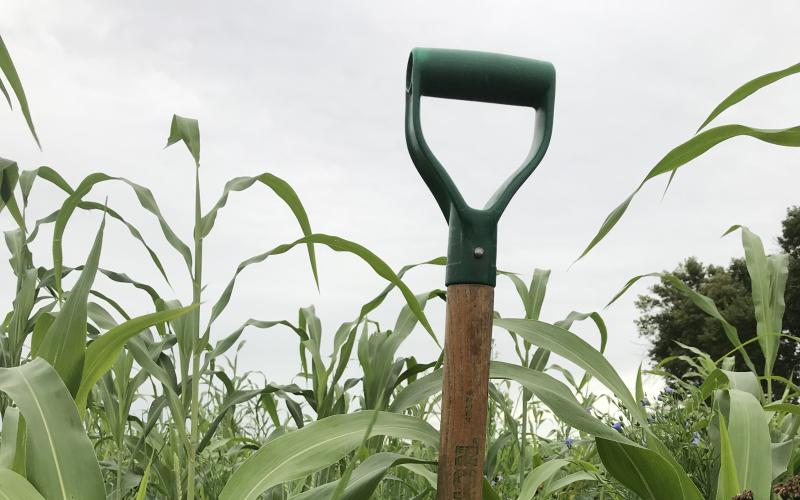 A spade stands upright in a corn field with tall, green corn stalks around it