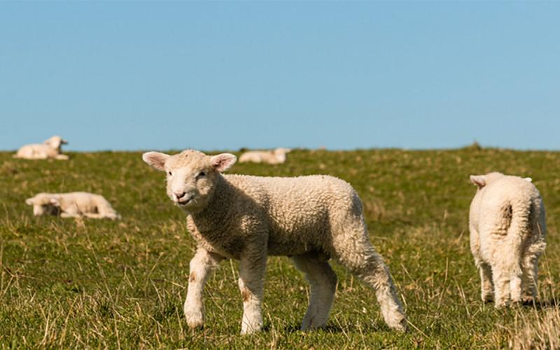 Flock of young lambs grazing fall pasture.
