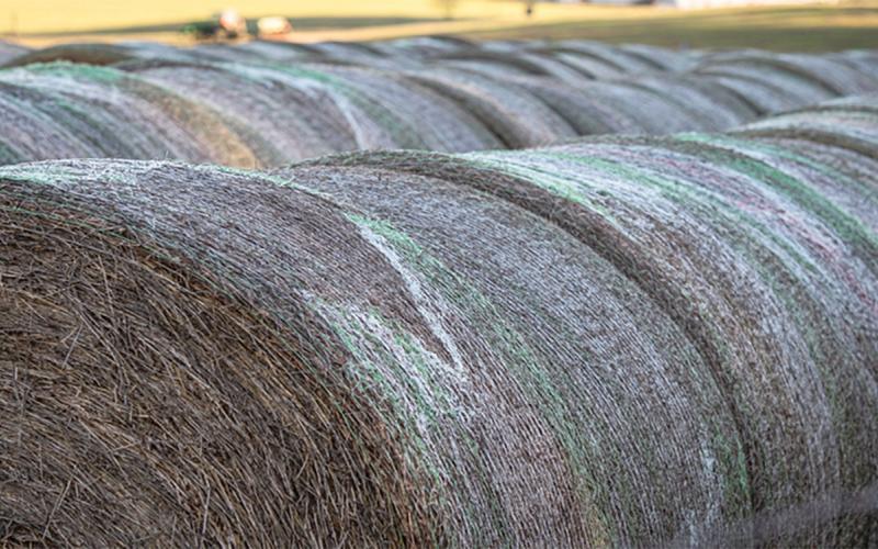 Rows of net-wrapped round hay bales.