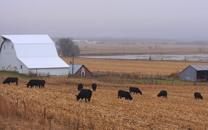 Cattle graze corn residue near a farmyard in late fall.
