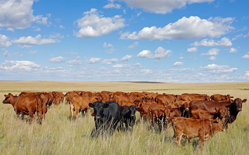 Herd of mixed cattle grazing a vast, open rangeland.