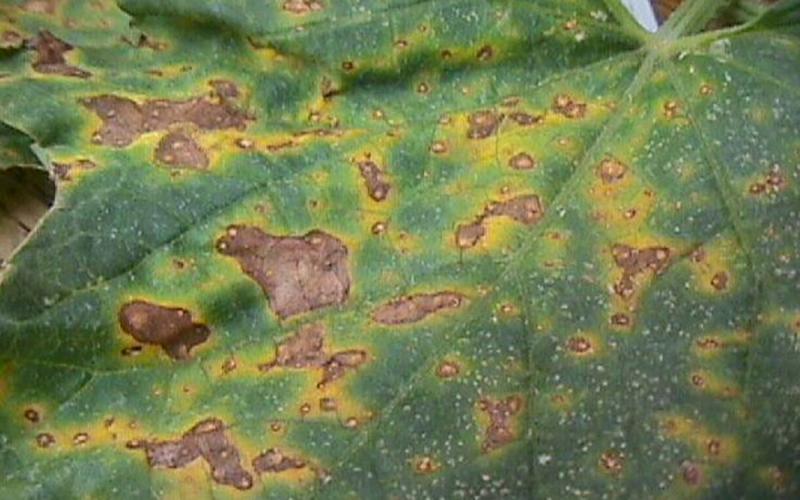 Alternaria leaf spot symptoms appearing as brown, haloed cankers throughout the leaves of a cucurbit plant.
