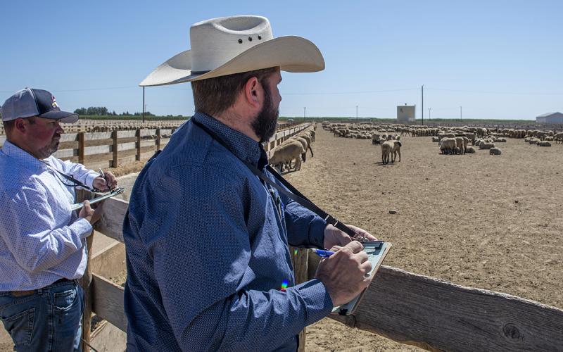 Two sheep producers observing sheep in a corral.