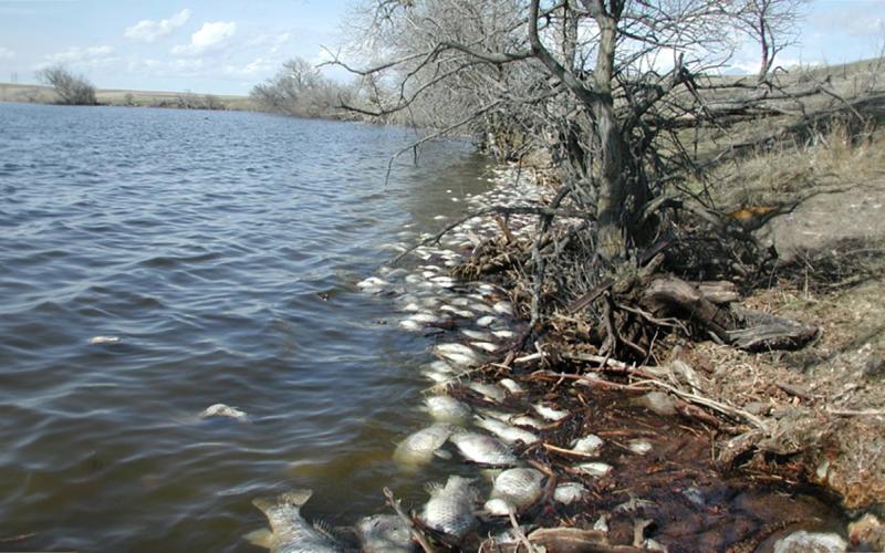 Numerous winter-killed fish along the shoreline of a lake.