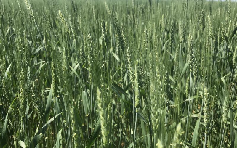 MC-03177-Winter-Wheat Green winter wheat field