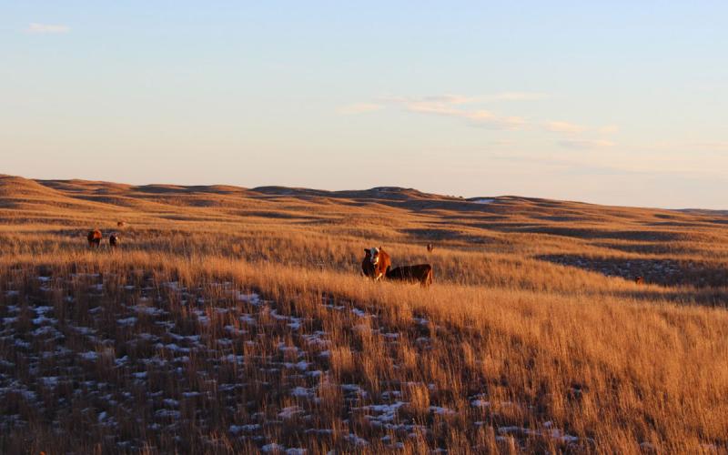 Cattle grazing snow-dusted winter pasture.