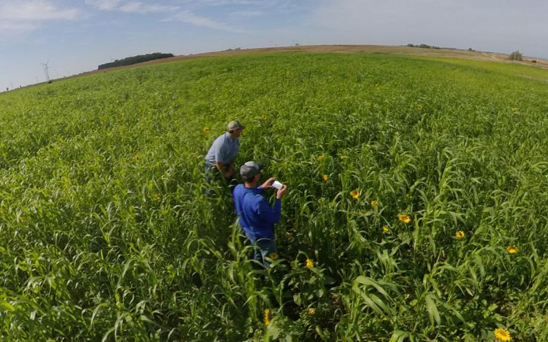 Two researchers analyzing soil in a no-till field with cover crops growing throughout.