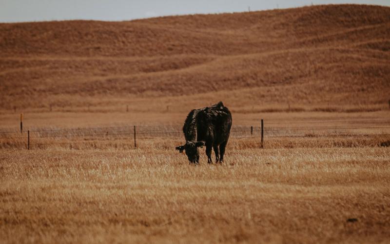 A single black cow grazing late-season pasture.