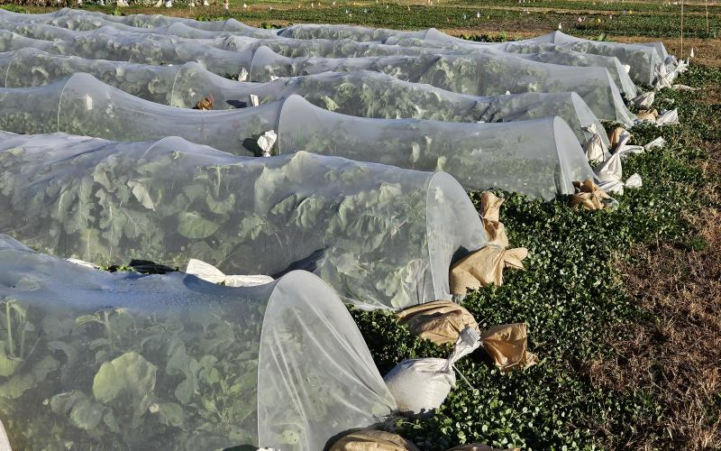 Rows of vegetables are shown with netting protection over them