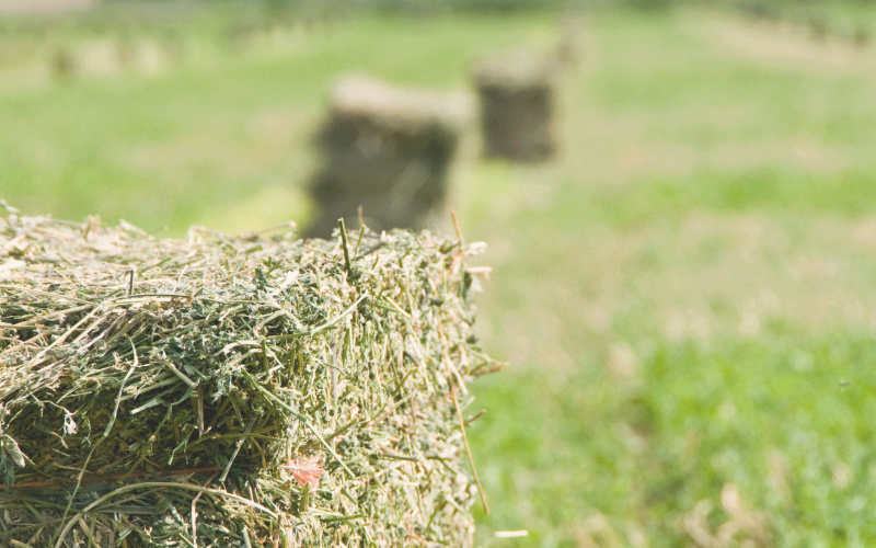 Field of square hay bales