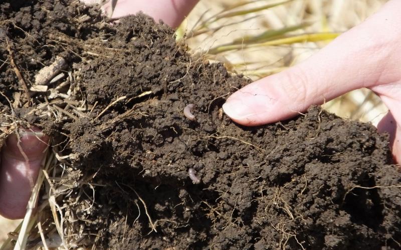 Hands holding a clump of healthy soil with worms and other living organisms throughout.