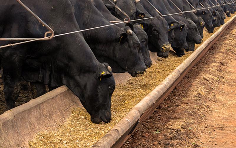 Large herd of black angus cattle eating from a feedbunk.