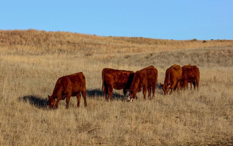 A small group of red-colored calves grazing late-season rangeland.