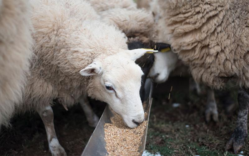Ewe sheep eating from a feeder.
