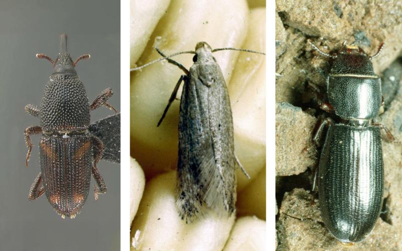 Three stored grain pests. From left: Maize weevil, Angoumois grain moth, Cadelle beetle.