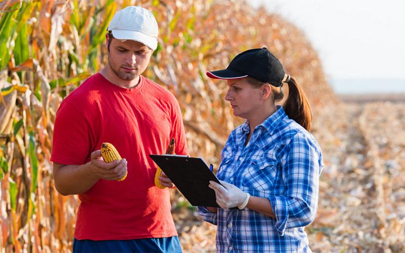 Agronomist and farmer inspecting an ear of corn in the field.