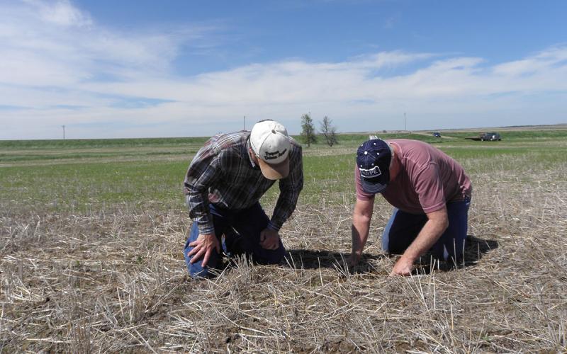 Two producers inspect the soil in a no-till field early in the growing season.