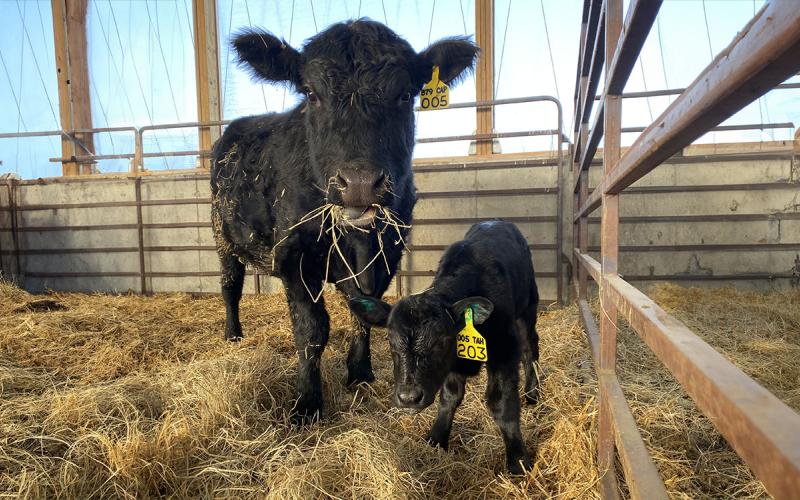 Black angus cow with calf in a well-kept cattle pen.