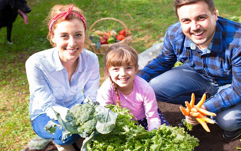 Young mother, father, and daughter presenting freshly harvested vegetables in their garden.
