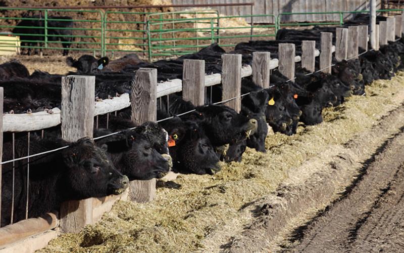 Row of black cattle eating roughage in a feedlot.
