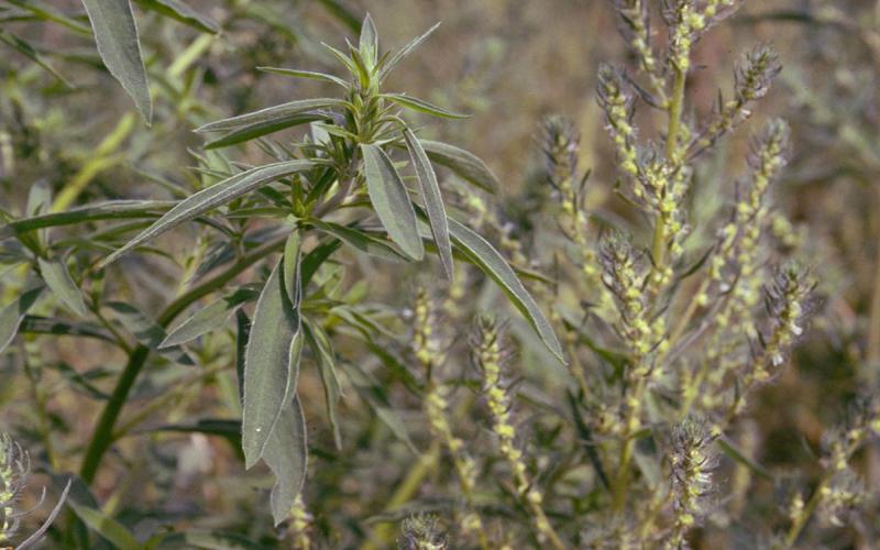 Kochia plants growing in a field.