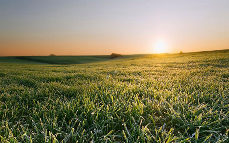 Sun rises over a frost-dusted pasture.