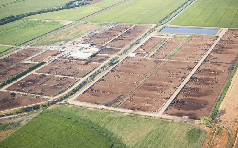 Aerial view of a large feedlot facility.