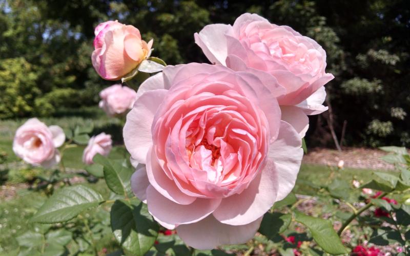 Pink english rose